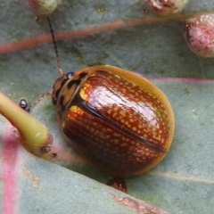 Paropsisterna agricola (Eucalyptus leaf beetle) at Tennent, ACT - 12 Nov 2022 by HelenCross