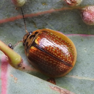 Paropsisterna decolorata (A Eucalyptus leaf beetle) at Namadgi National Park - 12 Nov 2022 by HelenCross