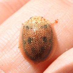 Paropsis atomaria (Eucalyptus leaf beetle) at Namadgi National Park - 12 Nov 2022 by HelenCross