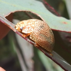 Paropsis atomaria at Tennent, ACT - 12 Nov 2022