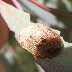 Paropsis atomaria at Tennent, ACT - 12 Nov 2022