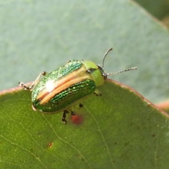 Calomela parilis (Leaf beetle) at Tennent, ACT - 12 Nov 2022 by HelenCross