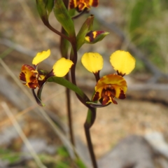 Diuris semilunulata (Late Leopard Orchid) at Tennent, ACT - 12 Nov 2022 by HelenCross