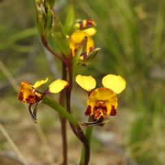 Diuris semilunulata at Tennent, ACT - suppressed