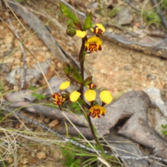 Diuris semilunulata at Tennent, ACT - 12 Nov 2022