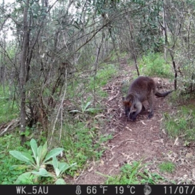 Wallabia bicolor (Swamp Wallaby) at Cotter Reserve - 12 Nov 2022 by A.mitchell
