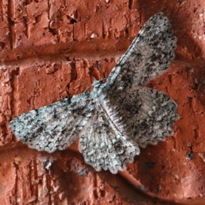 Hypodoxa muscosaria (Textured Emerald) at Holt, ACT - 8 Apr 2017 by JimL