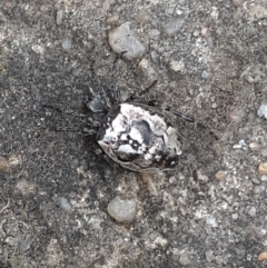 Unverified Spider (Araneae) by wandering