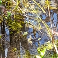 Zygoptera (suborder) at Uriarra, NSW - 12 Nov 2022