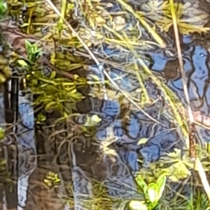 Zygoptera (suborder) at Uriarra, NSW - 12 Nov 2022