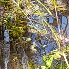 Zygoptera (suborder) at Uriarra, NSW - 12 Nov 2022