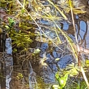 Zygoptera (suborder) at Uriarra, NSW - 12 Nov 2022