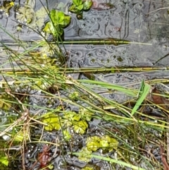 Zygoptera (suborder) at Uriarra, NSW - 12 Nov 2022