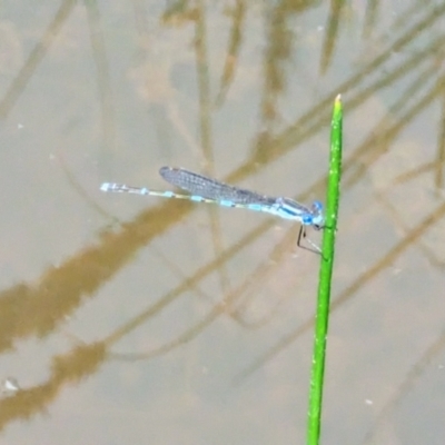 Austrolestes leda (Wandering Ringtail) at Isaacs Ridge - 12 Nov 2022 by mcdotim