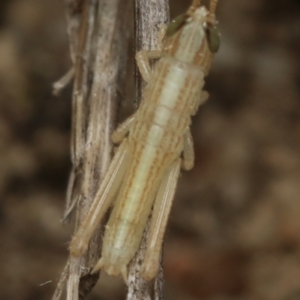 Macrotona australis at Paddys River, ACT - 12 Nov 2022 02:19 PM