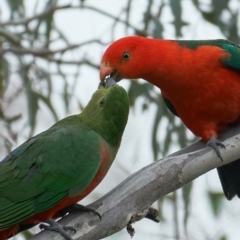 Alisterus scapularis (Australian King-Parrot) at Woodstock Nature Reserve - 12 Nov 2022 by MichaelJF