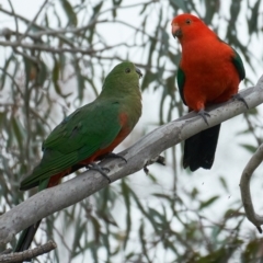 Alisterus scapularis at Coree, ACT - 12 Nov 2022