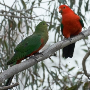 Alisterus scapularis at Coree, ACT - 12 Nov 2022