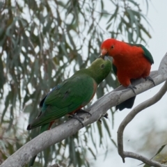 Alisterus scapularis at Coree, ACT - 12 Nov 2022