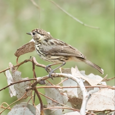 Pyrrholaemus sagittatus (Speckled Warbler) at Holt, ACT - 12 Nov 2022 by MichaelJF