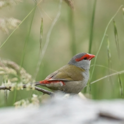 Neochmia temporalis (Red-browed Finch) at Woodstock Nature Reserve - 12 Nov 2022 by MichaelJF