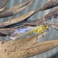 Chrysopidae (family) (Unidentified Green lacewing) at Wanniassa, ACT - 11 Nov 2022 by jks