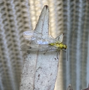 Chrysopidae (family) at Wanniassa, ACT - 11 Nov 2022
