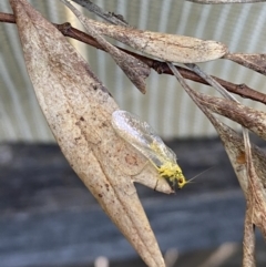 Chrysopidae (family) at Wanniassa, ACT - 11 Nov 2022 06:18 PM