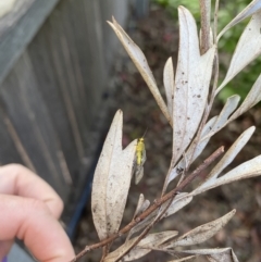 Chrysopidae (family) at Wanniassa, ACT - 11 Nov 2022 06:18 PM