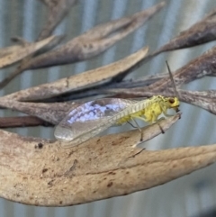 Chrysopidae (family) at Wanniassa, ACT - 11 Nov 2022 06:18 PM