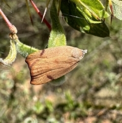 Tortricopsis uncinella (A concealer moth) at Ainslie, ACT - 12 Nov 2022 by Pirom