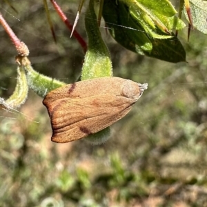 Tortricopsis uncinella at Ainslie, ACT - 12 Nov 2022