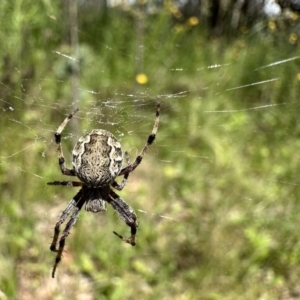 Araneus hamiltoni at Ainslie, ACT - 12 Nov 2022