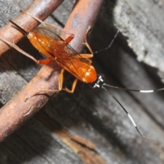 Stiromesostenus sp. (genus) (An ichneumon wasp) at Black Mountain - 11 Nov 2022 by Harrisi