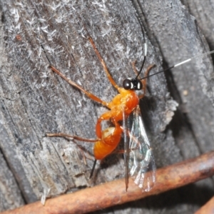 Stiromesostenus sp. (genus) at Molonglo Valley, ACT - 11 Nov 2022