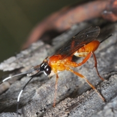 Stiromesostenus sp. (genus) at Molonglo Valley, ACT - 11 Nov 2022 02:21 PM