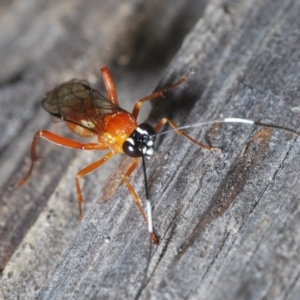 Stiromesostenus sp. (genus) at Molonglo Valley, ACT - 11 Nov 2022 02:21 PM