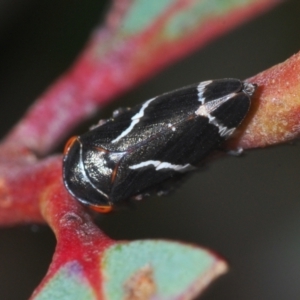 Eurymeloides bicincta at Molonglo Valley, ACT - 11 Nov 2022