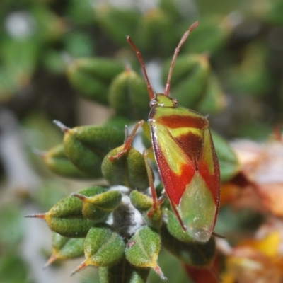 Stauralia sp. (genus) (False stink bug) at Tinderry, NSW - 10 Nov 2022 by Harrisi