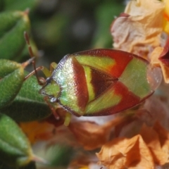 Stauralia sp. (genus) at Tinderry, NSW - 10 Nov 2022