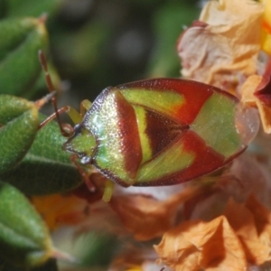 Stauralia sp. (genus) at Tinderry, NSW - 10 Nov 2022