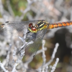 Nannophya dalei (Eastern Pygmyfly) at Tinderry, NSW - 10 Nov 2022 by Harrisi