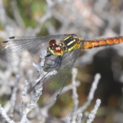 Nannophya dalei (Eastern Pygmyfly) at Tinderry Mountains - 10 Nov 2022 by Harrisi