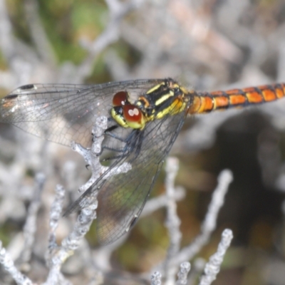 Nannophya dalei (Eastern Pygmyfly) at Tinderry Mountains - 10 Nov 2022 by Harrisi