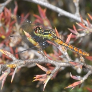 Nannophya dalei at Tinderry, NSW - suppressed