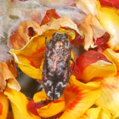 Ethonion reichei (A jewel beetle) at Tinderry Mountains - 10 Nov 2022 by Harrisi