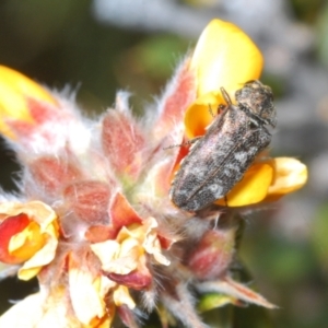 Ethonion reichei at Tinderry, NSW - 10 Nov 2022