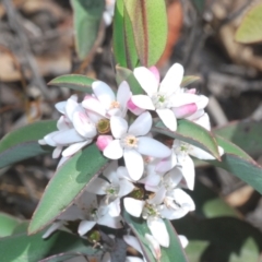 Philotheca myoporoides at Tinderry, NSW - 10 Nov 2022