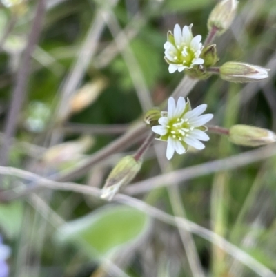 Cerastium glomeratum (Sticky Mouse-ear Chickweed) at Mount Clear, ACT - 9 Nov 2022 by JaneR