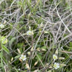 Cerastium glomeratum at Mount Clear, ACT - 9 Nov 2022